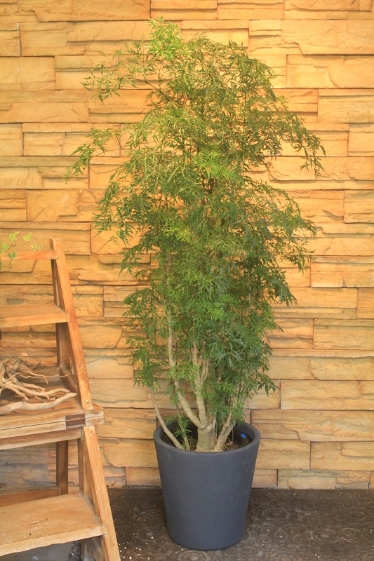 ポリシャス・スターシャ167｜観葉植物専門店「ワールドガーデン」